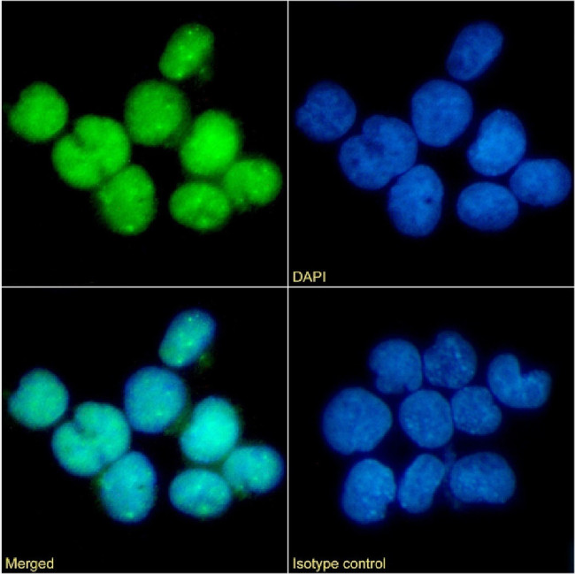 Phospho-CCR5 (Ser349) Chimeric Antibody in Immunocytochemistry (ICC/IF)