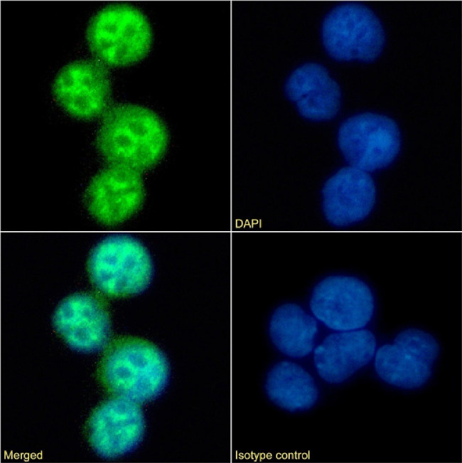 Phospho-CCR5 (Ser337) Chimeric Antibody in Immunocytochemistry (ICC/IF)