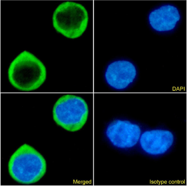 CCR5 Chimeric Antibody in Immunocytochemistry (ICC/IF)