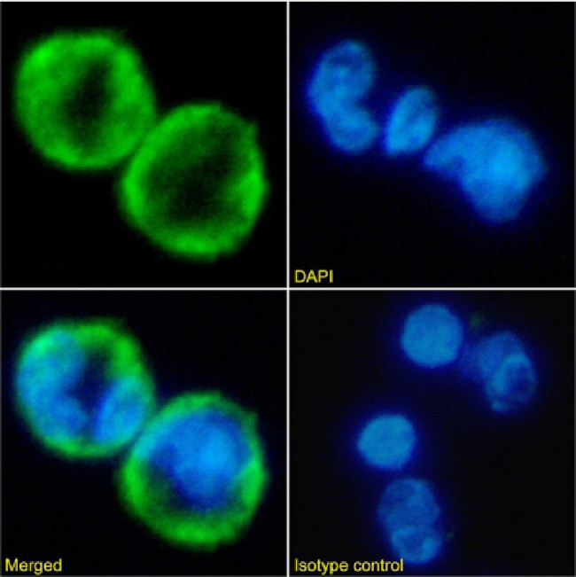 CXCR1 Chimeric Antibody in Immunocytochemistry (ICC/IF)