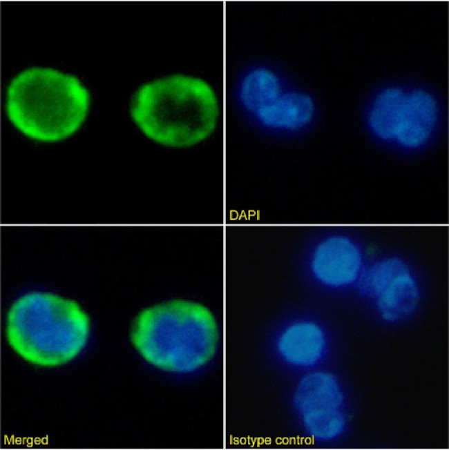 CXCR2 Chimeric Antibody in Immunocytochemistry (ICC/IF)