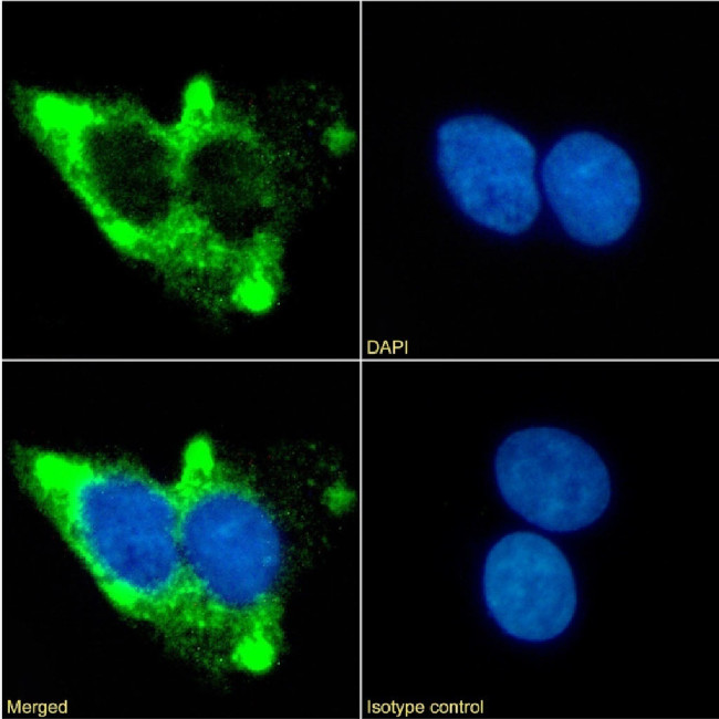 beta-2 Adrenergic Receptor Chimeric Antibody in Immunocytochemistry (ICC/IF)