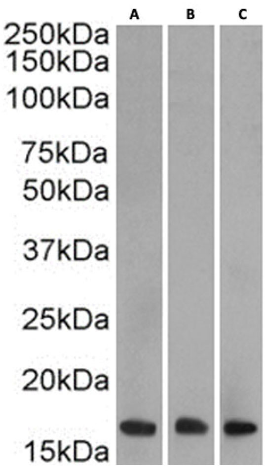 H3K27me3 Chimeric Antibody in Western Blot (WB)