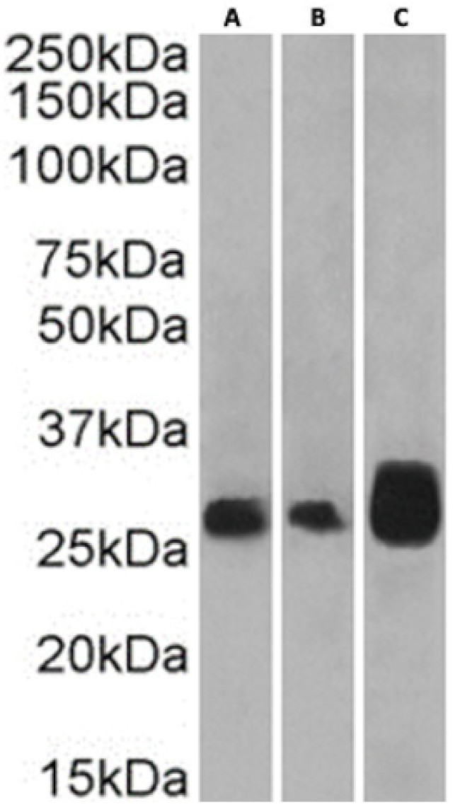 CD137 Chimeric Antibody in Western Blot (WB)