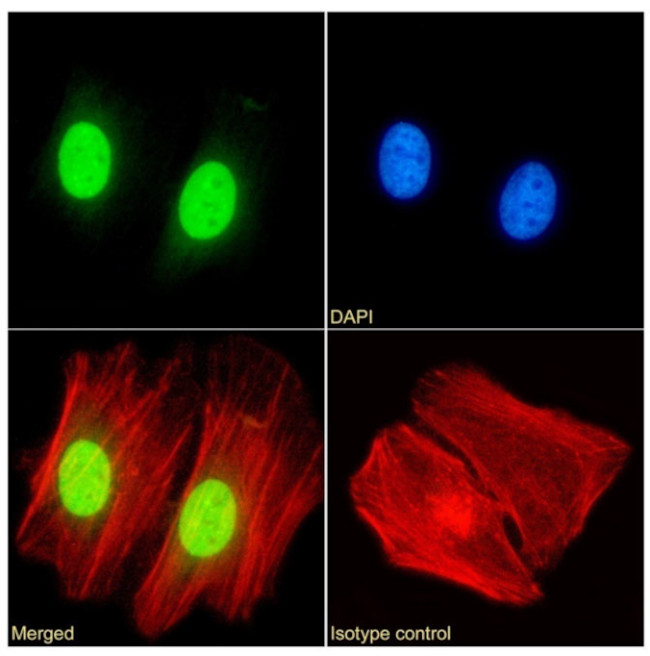 HP1 alpha Chimeric Antibody in Immunocytochemistry (ICC/IF)