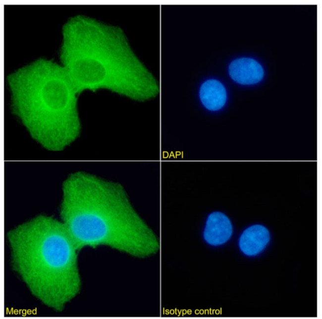 PRDM4 Chimeric Antibody in Immunocytochemistry (ICC/IF)