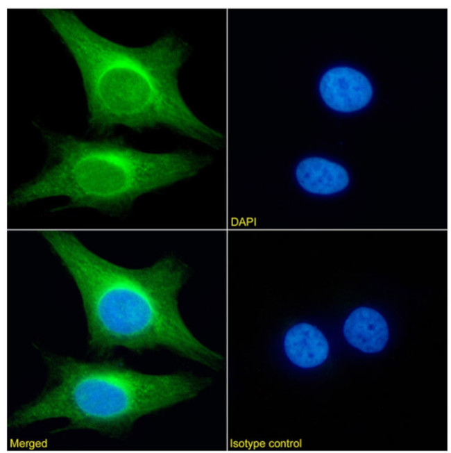 PRDM4 Chimeric Antibody in Immunocytochemistry (ICC/IF)