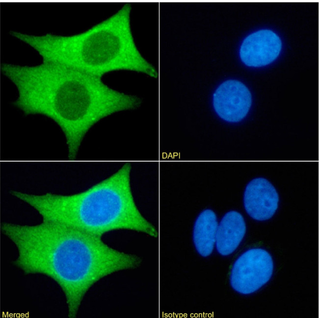 PRMT3 Chimeric Antibody in Immunocytochemistry (ICC/IF)