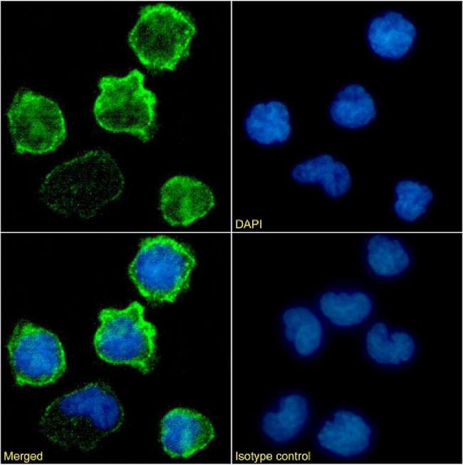 CD18 Chimeric Antibody in Immunocytochemistry (ICC/IF)