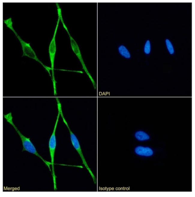 Mesothelin Chimeric Antibody in Immunocytochemistry (ICC/IF)