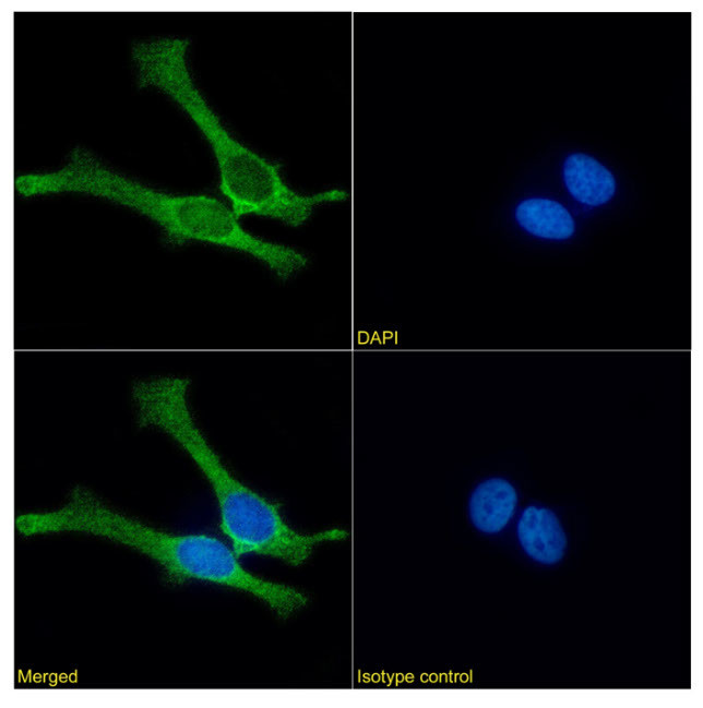 Mesothelin Chimeric Antibody in Immunocytochemistry (ICC/IF)