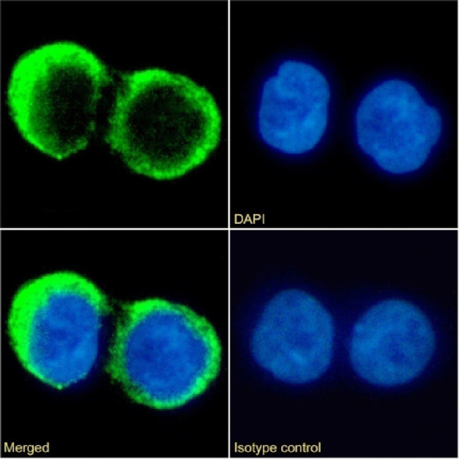 CD37 Chimeric Antibody in Immunocytochemistry (ICC/IF)