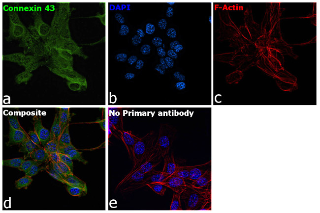 Connexin 43 Antibody in Immunocytochemistry (ICC/IF)