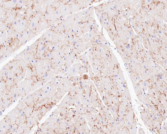 Connexin 43 Antibody in Immunohistochemistry (Paraffin) (IHC (P))