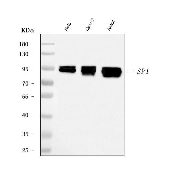 SP1 Antibody in Western Blot (WB)