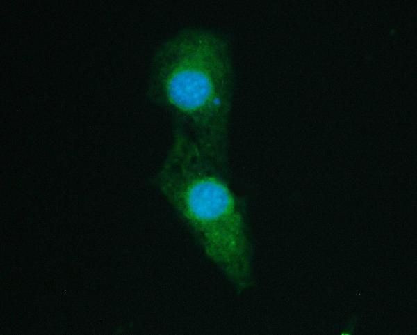 SHP2 Antibody in Immunocytochemistry (ICC/IF)