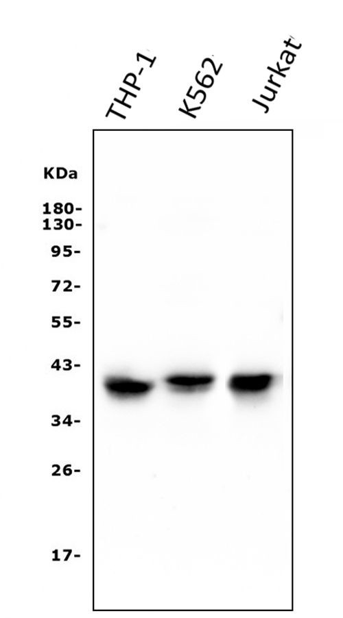 CCR2 Antibody in Western Blot (WB)