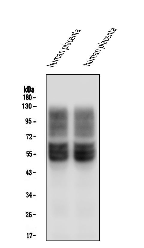 GLUT1 Antibody in Western Blot (WB)