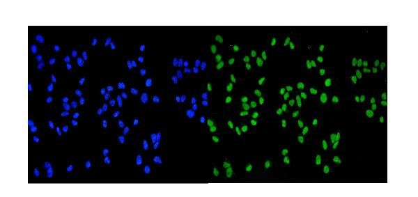 MCM2 Antibody in Immunocytochemistry (ICC/IF)