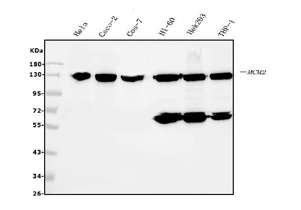 MCM2 Antibody in Western Blot (WB)
