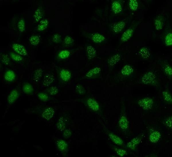 PIN1 Antibody in Immunocytochemistry (ICC/IF)