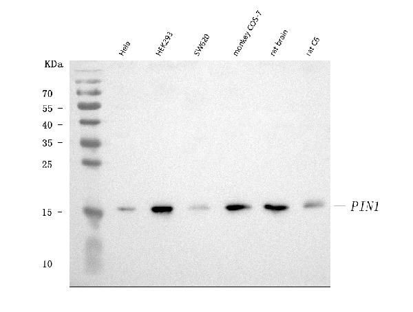 PIN1 Antibody in Western Blot (WB)