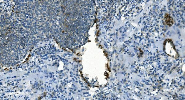 IDH2 Antibody in Immunohistochemistry (Paraffin) (IHC (P))