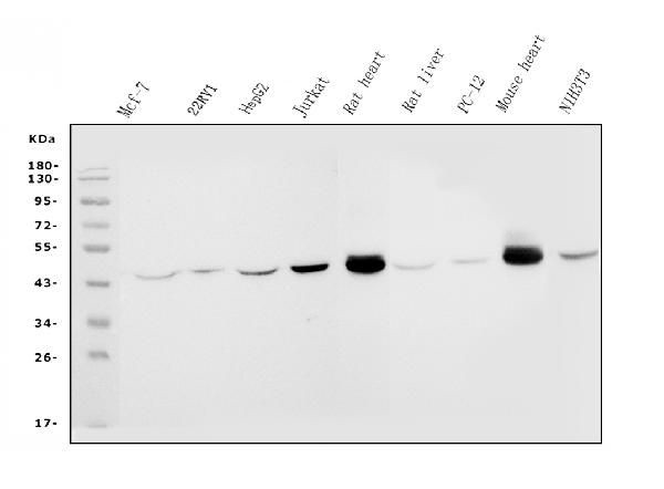 IDH2 Antibody in Western Blot (WB)