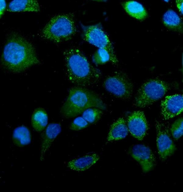 IDH2 Antibody in Immunocytochemistry (ICC/IF)