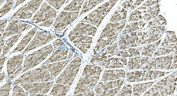 IDH2 Antibody in Immunohistochemistry (Paraffin) (IHC (P))