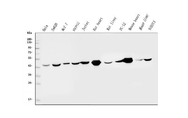 IDH2 Antibody in Western Blot (WB)