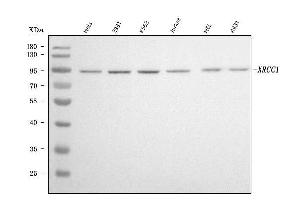 XRCC1 Antibody in Western Blot (WB)