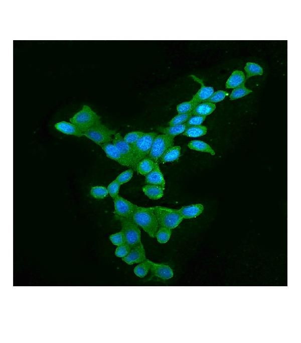 APOBEC3G Antibody in Immunocytochemistry (ICC/IF)