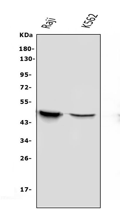 APOBEC3G Antibody in Western Blot (WB)