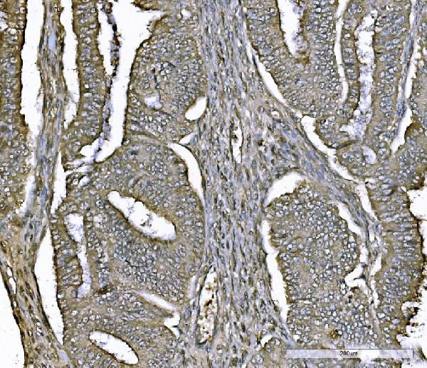 DJ-1 Antibody in Immunohistochemistry (Paraffin) (IHC (P))