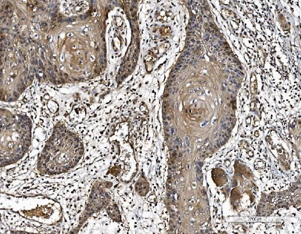 DJ-1 Antibody in Immunohistochemistry (Paraffin) (IHC (P))