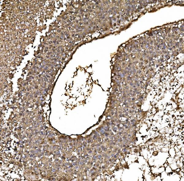 DJ-1 Antibody in Immunohistochemistry (Paraffin) (IHC (P))