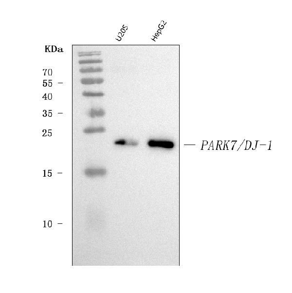 DJ-1 Antibody in Western Blot (WB)