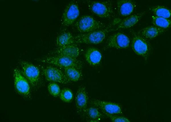 Fibrinogen gamma Antibody in Immunocytochemistry (ICC/IF)