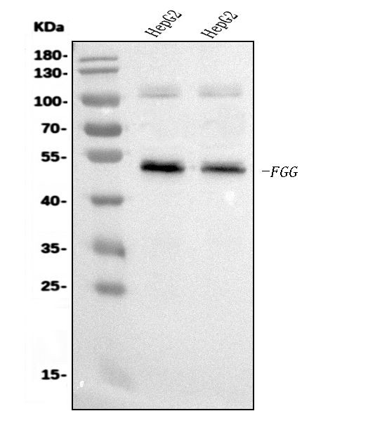 Fibrinogen gamma Antibody in Western Blot (WB)