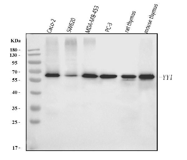 YY1 Antibody in Western Blot (WB)