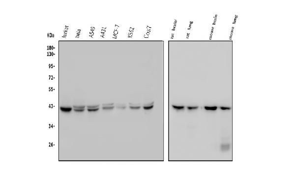 GNAQ Antibody in Western Blot (WB)