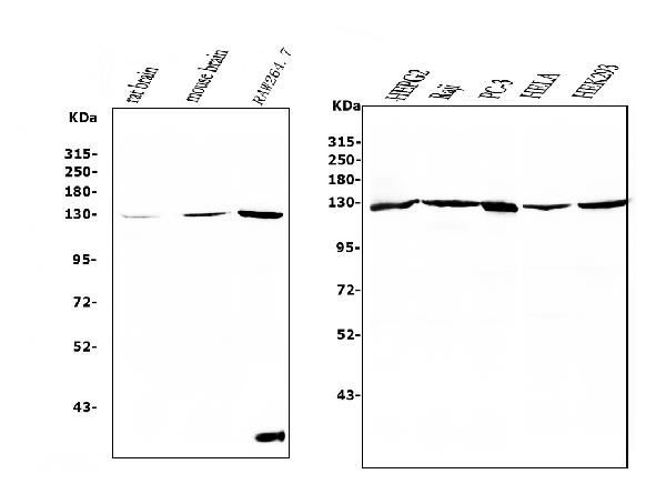 UPF1 Antibody in Western Blot (WB)