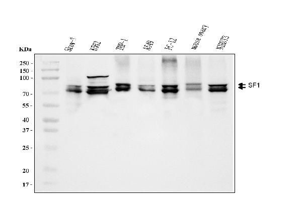 SF1 Antibody in Western Blot (WB)