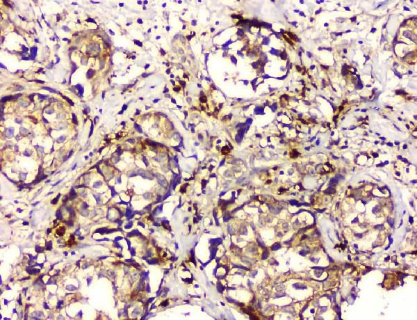 GPX1 Antibody in Immunohistochemistry (Paraffin) (IHC (P))