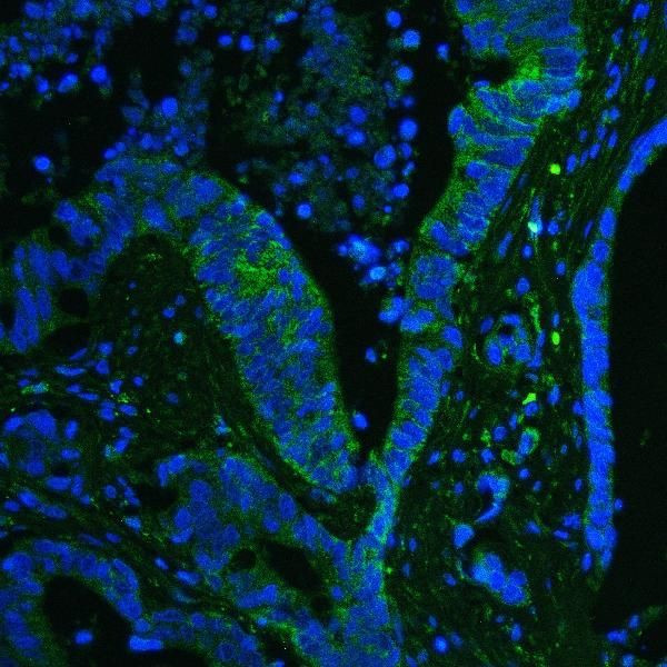 GPX1 Antibody in Immunohistochemistry (Paraffin) (IHC (P))