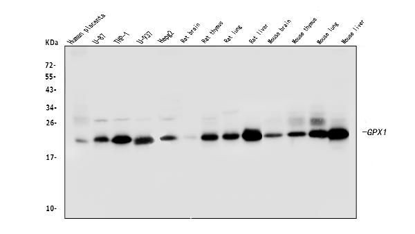 GPX1 Antibody in Western Blot (WB)