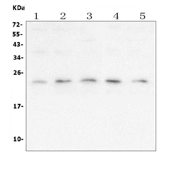 TFAM Antibody in Western Blot (WB)