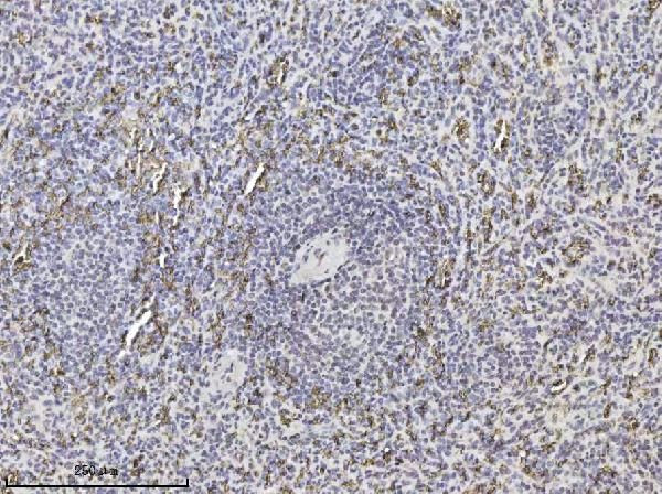 Band 3 Antibody in Immunohistochemistry (Paraffin) (IHC (P))