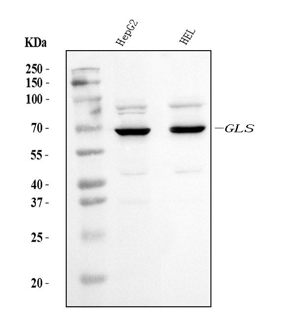 Glutaminase Antibody in Western Blot (WB)